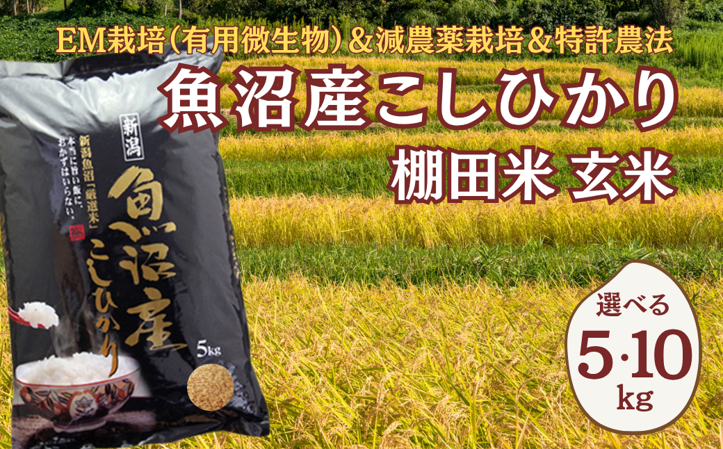 【令和7年産魚沼産コシヒカリ】