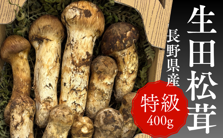 松川町生田産まつたけ