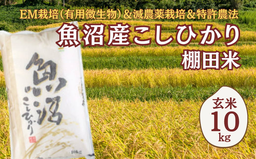 減農薬栽培に加えて、特許農法での「安心・安全なコメ作り」に取り組んでいます。