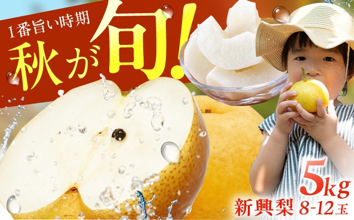 梨 なし 新興 果物 フルーツ