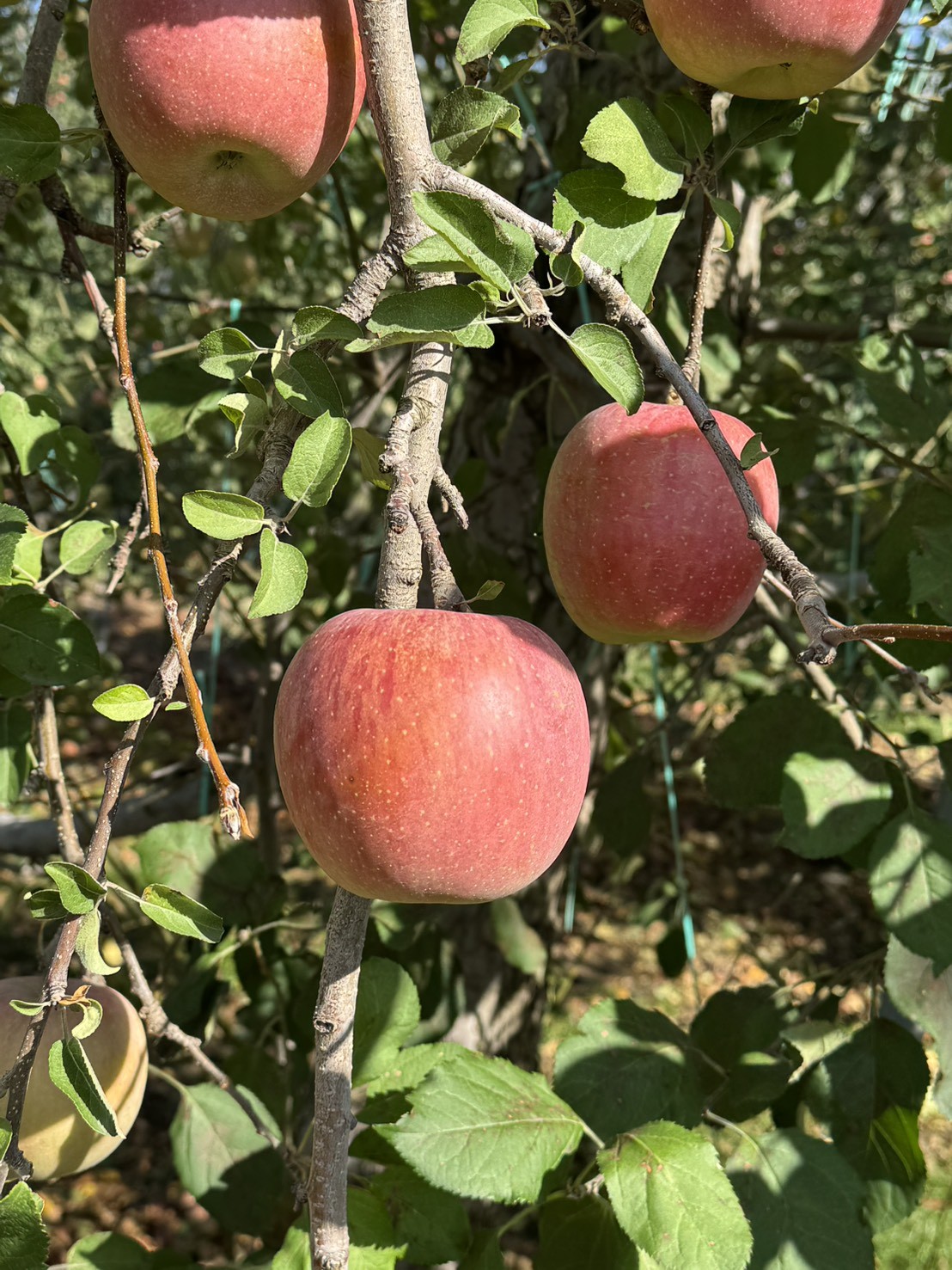 11月中旬頃から発送予定です。