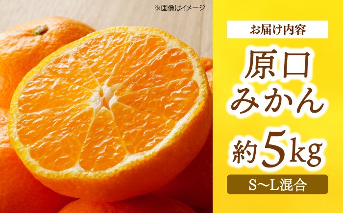 みかん 5kg