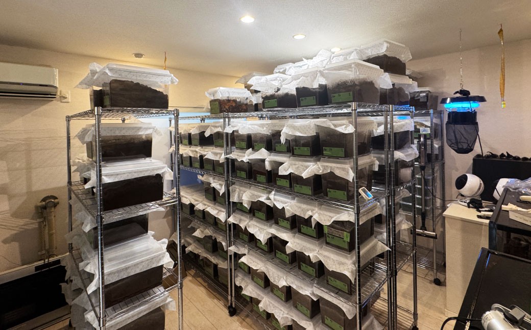 ヘラクレスオオカブト オス・メスペア（オスサイズ：大140～160mm、メスサイズ：フリーサイズ）