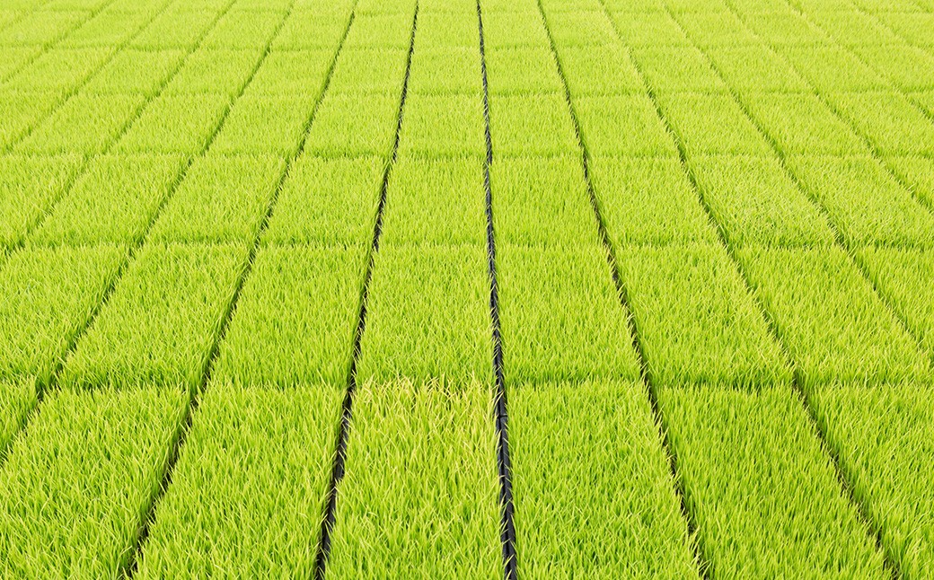 【6か月定期便】 白米 野上米 10㎏×6回 計60kg