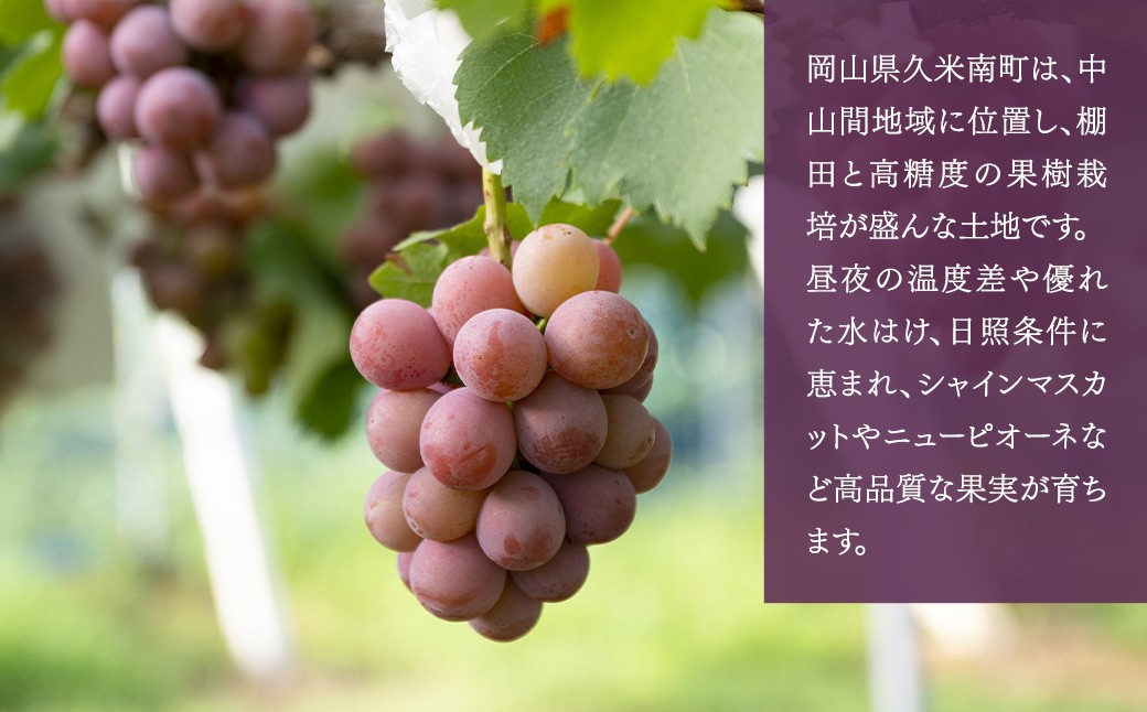 《種なし》岡山県産 クイーンニーナ 1房（約600g）