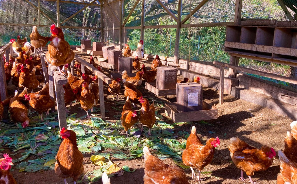 3種類の 和三盆 ケーキ 6個セット フロマージュ  モカフロマージュ ガトーショコラ