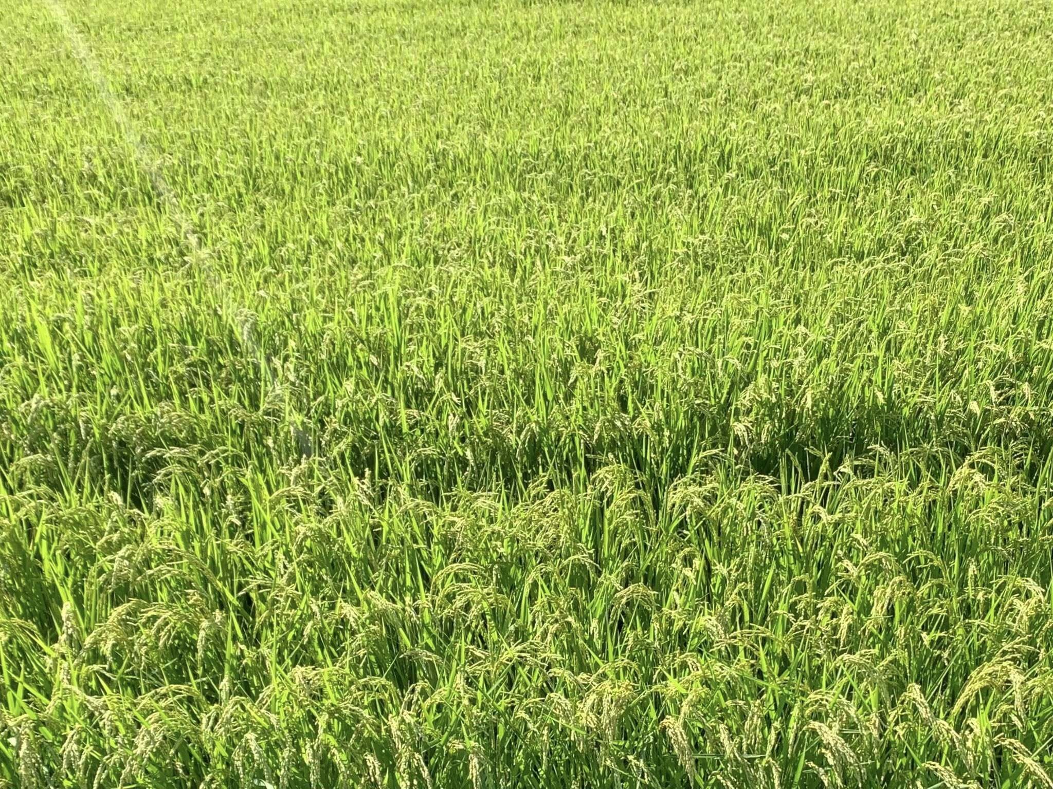 毎日のごはんが、未来への投資に。