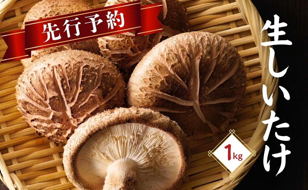 大分県産 しいたけ 津久見で育てた肉厚生しいたけ 1㎏　