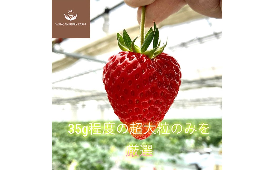 完熟 プレミアム いちご 「 グランベリー 」 品種： よつぼし 2パック