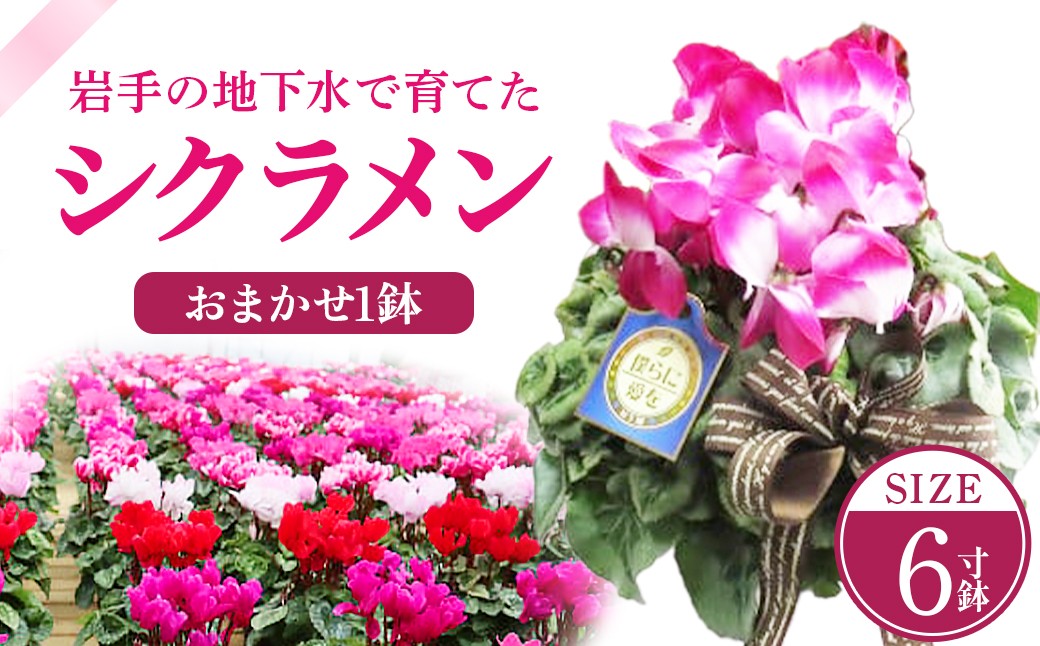 大きさはスマホと比較してください