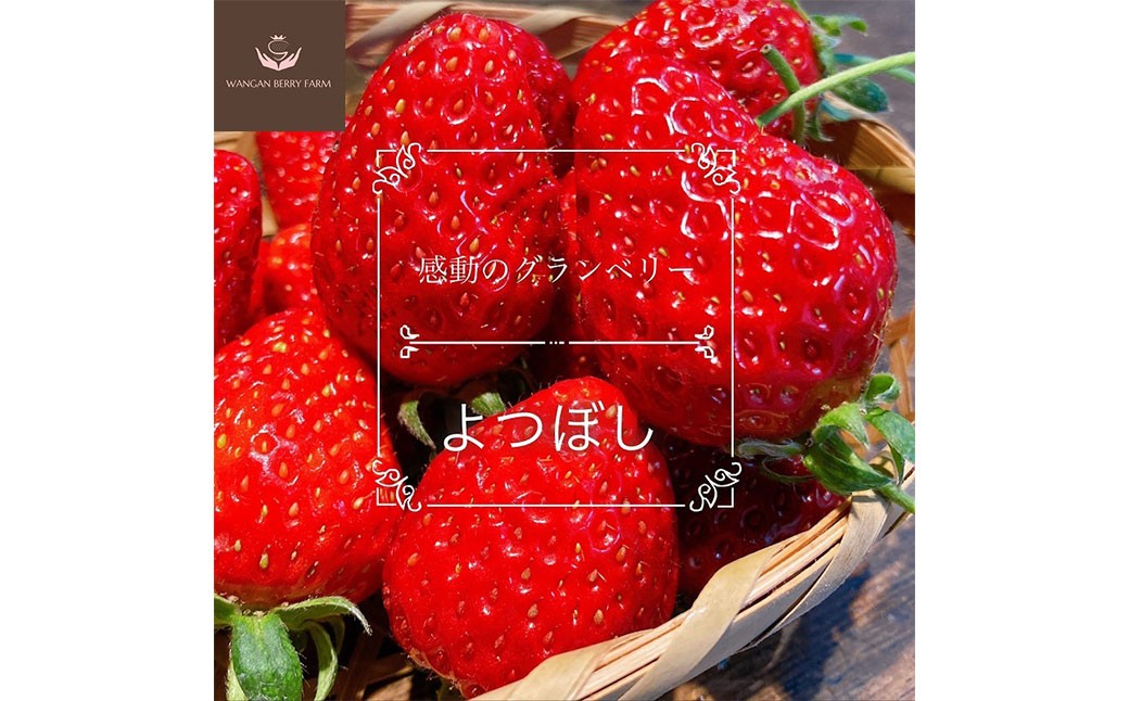 完熟 プレミアム いちご 「 グランベリー 」 品種： よつぼし 1パック
