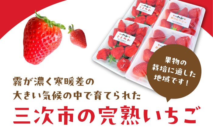 イチゴ 苺 とよのか おいCベリー フルーツ 旬 果物 くだもの フルーツ 甘い