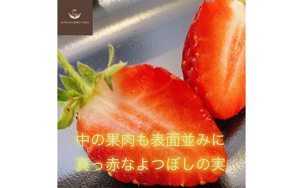 完熟 プレミアム いちご 「 グランベリー 」 品種： よつぼし 1パック