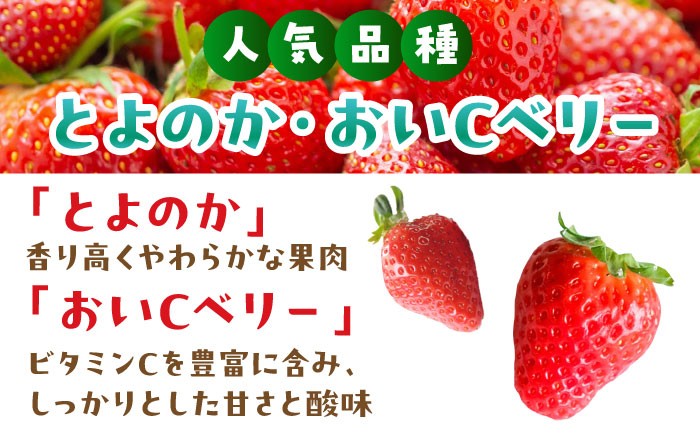 イチゴ 苺 とよのか おいCベリー フルーツ 旬 果物 くだもの フルーツ 甘い