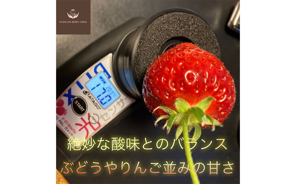 完熟 プレミアム いちご 「 グランベリー 」 品種： よつぼし 2パック