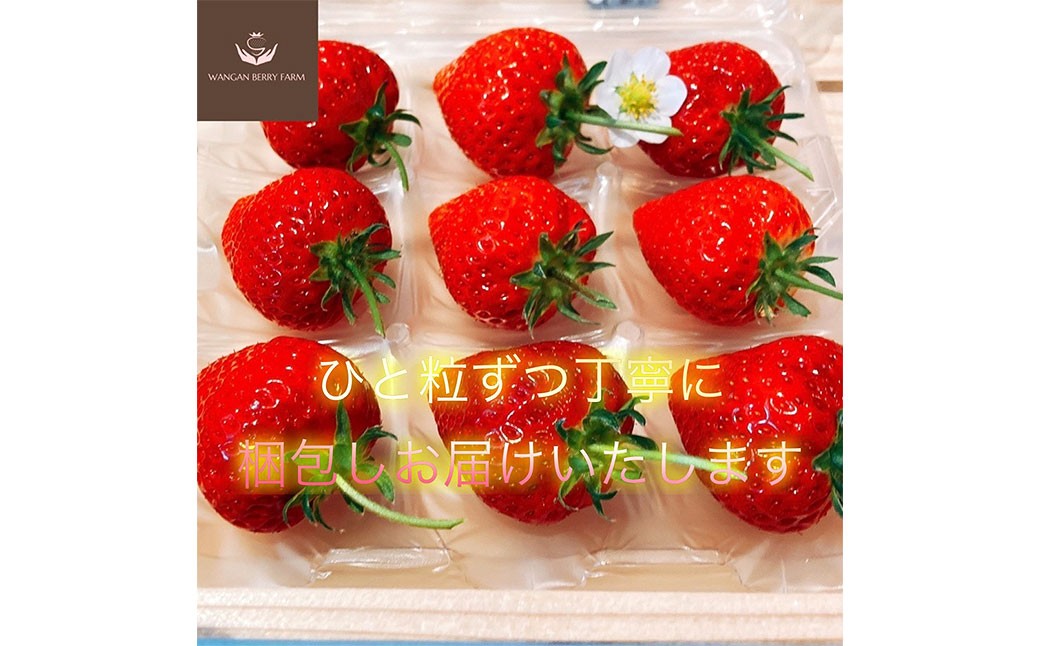 完熟 プレミアム いちご 「 グランベリー 」 品種： よつぼし 2パック