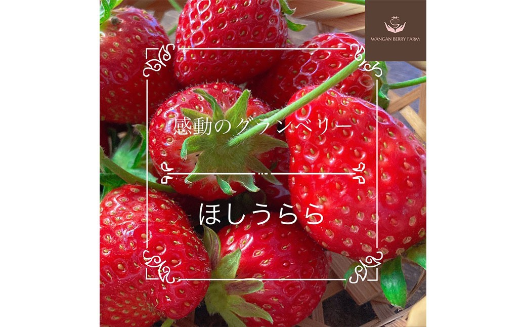 完熟 プレミアム いちご 「 グランベリー 」 品種： よつぼし ＆ ほしうらら 各1パック 計2パック