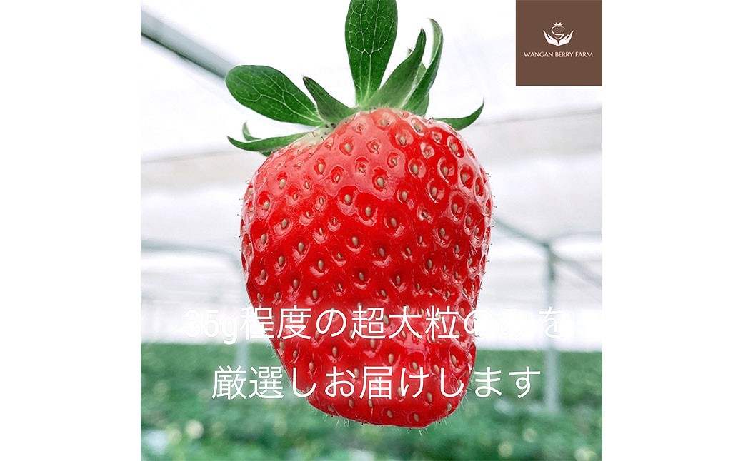 完熟 プレミアム いちご 「 グランベリー 」 品種： よつぼし ＆ ほしうらら 各1パック 計2パック