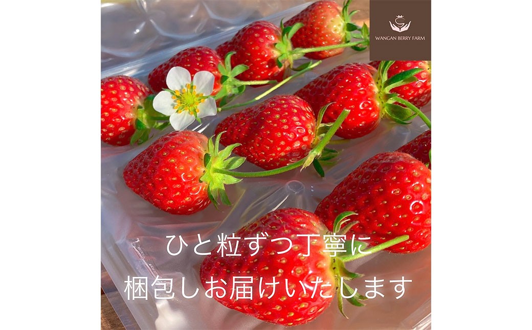 完熟 プレミアム いちご 「 グランベリー 」 品種： よつぼし ＆ ほしうらら 各1パック 計2パック