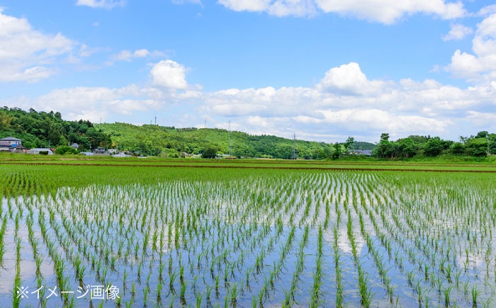 もち米 5kg 餅 お餅 おもち 赤飯 おこわ ぜんざい 大福 セット 小分け 