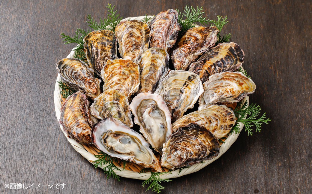 【3回定期便】 坂越かき剥き身 約500g×2パック 殻付き 24個