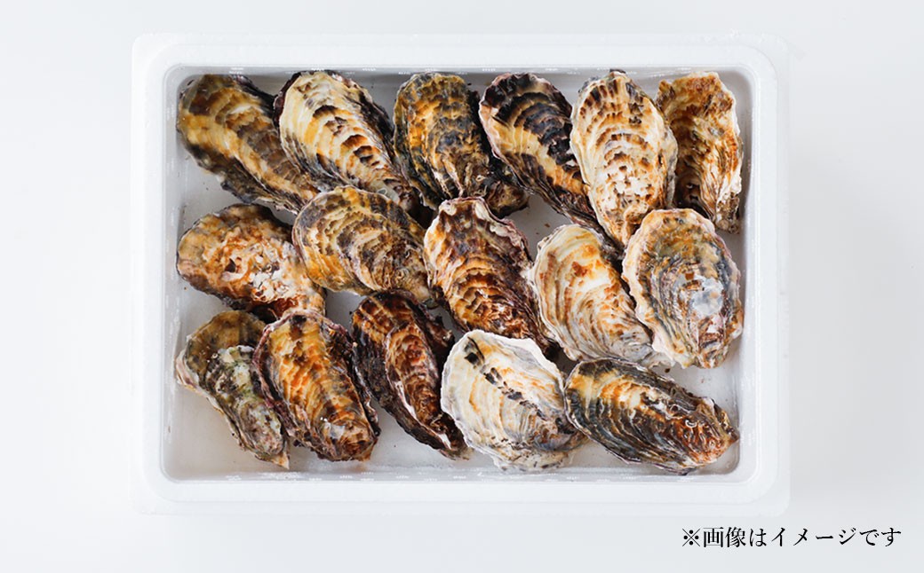 牡蠣 坂越かき 殻付き牡蠣