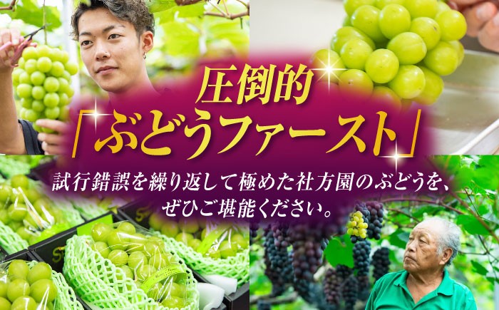 訳あり シャインマスカット 切り落とし 約1kg ブドウ 葡萄 ぶどう 国産 果物 くだもの フルーツ 熊本県 山鹿市