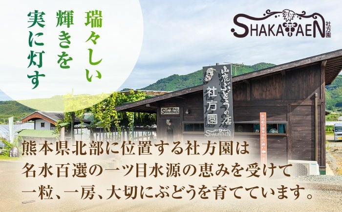 訳あり シャインマスカット 切り落とし 約1kg ブドウ 葡萄 ぶどう 国産 果物 くだもの フルーツ 熊本県 山鹿市