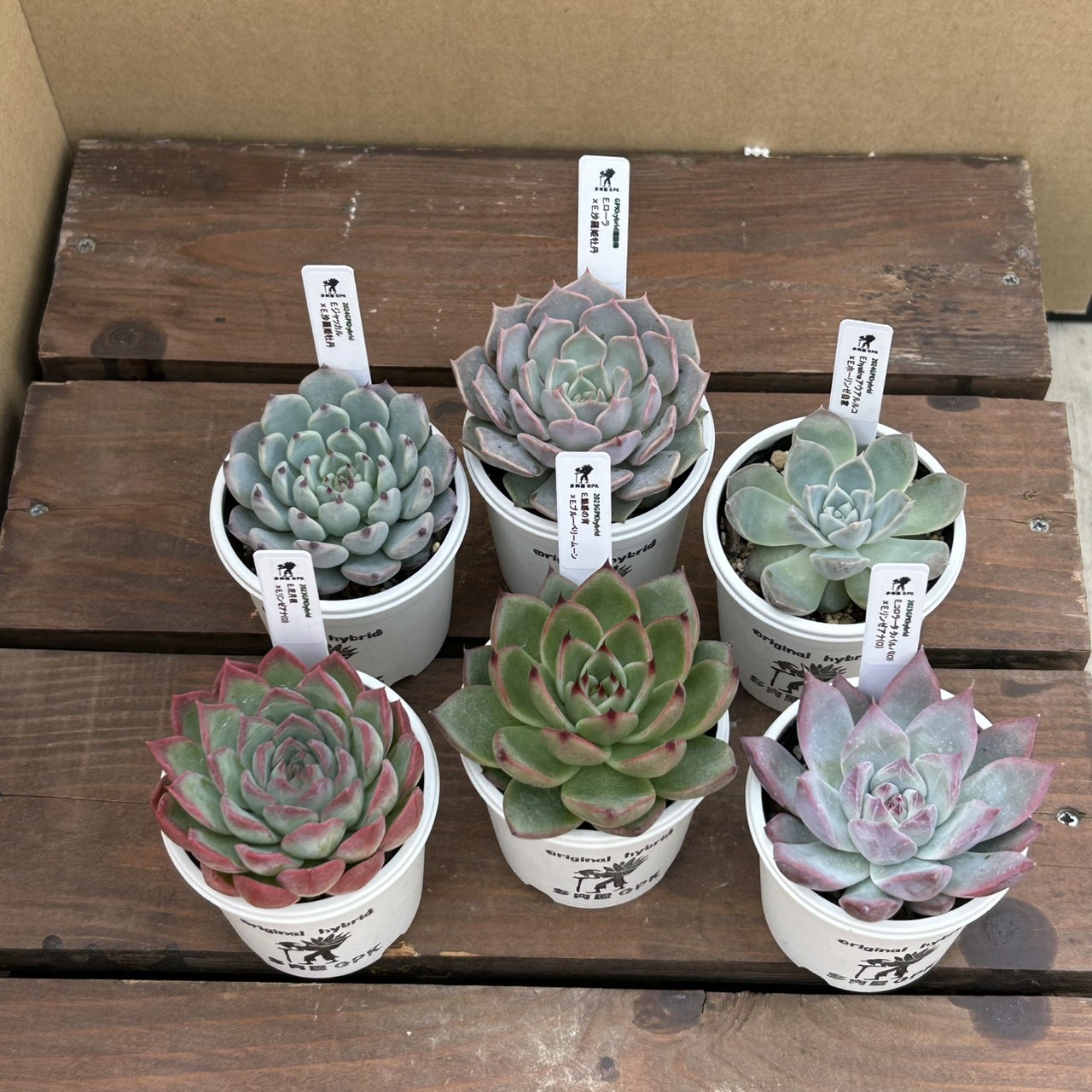 一言で「エケベリア」と言っても、お店には、様々な種類があります。　何が届くかお楽しみ♪