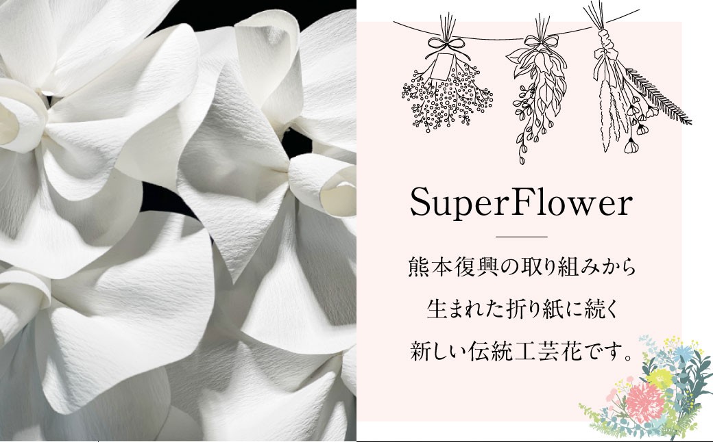 SuperFlower「胡蝶蘭ギフト」