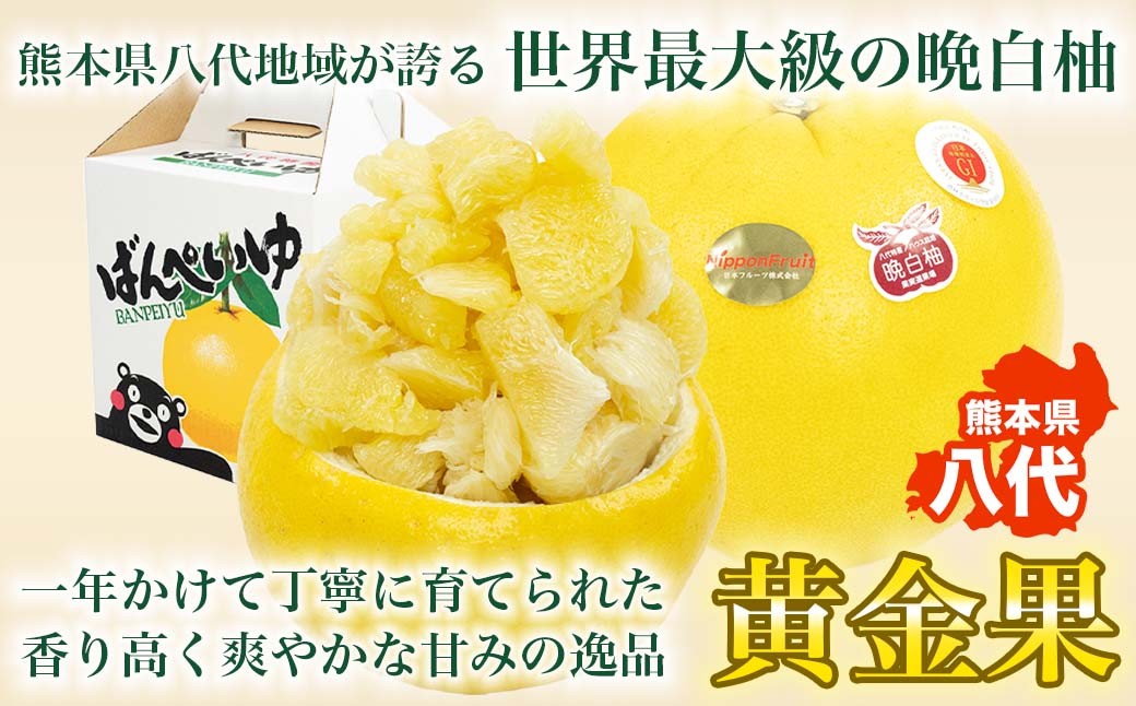 熊本県八代市特産の晩白柚は、その大きさが世界最大級を誇る柑橘類です。