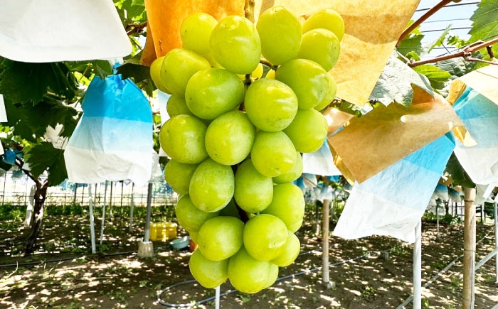 シャインマスカット