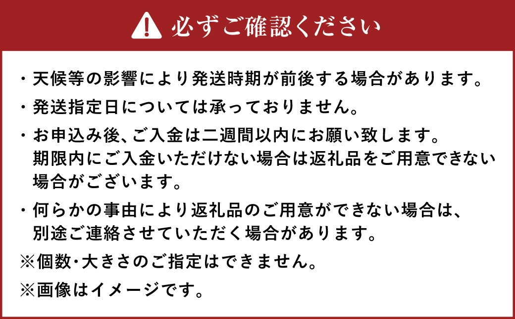 北海道産 お手頃バターナッツ かぼちゃ 約5kg