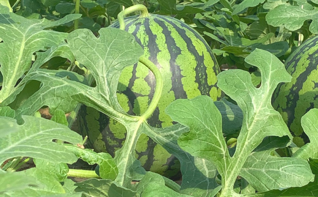 熊本県産 すいか 祭ばやし 7kg以上