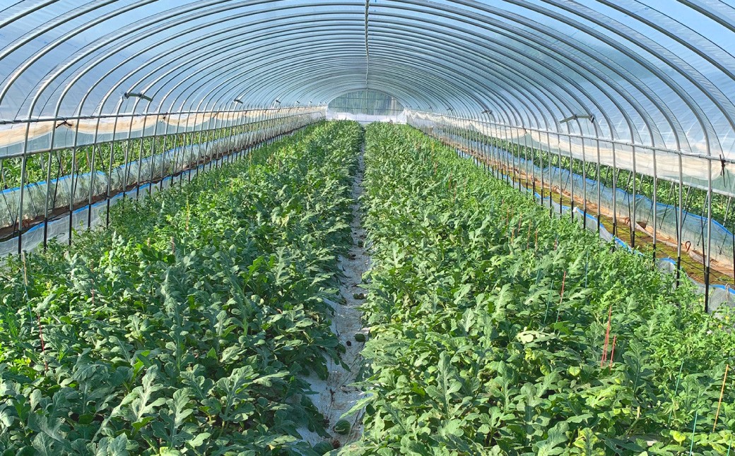 熊本県産 すいか スーパーエース 5kg以上