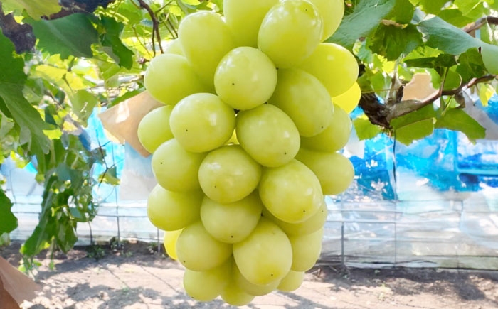 シャインマスカット