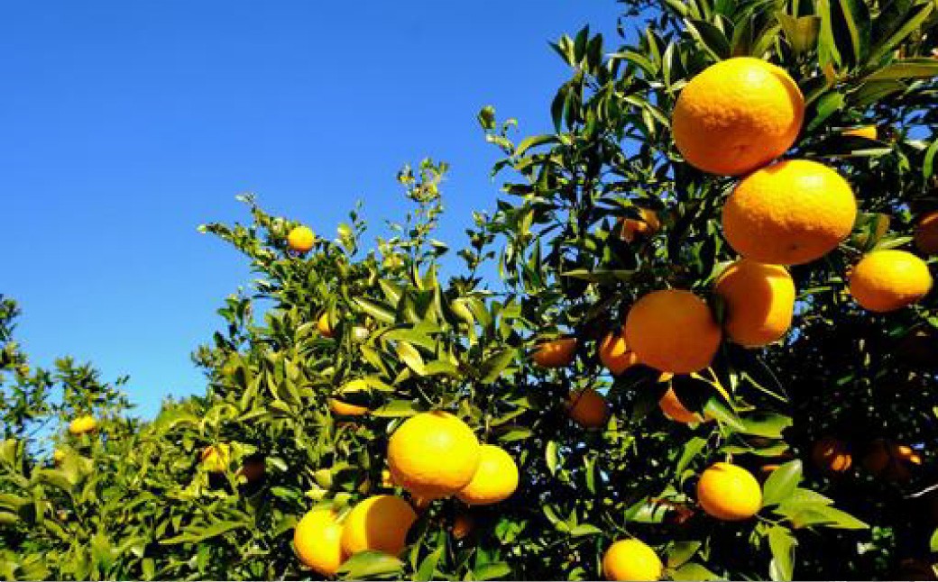 【訳あり】長崎県産 八朔・紅八朔 約10kg