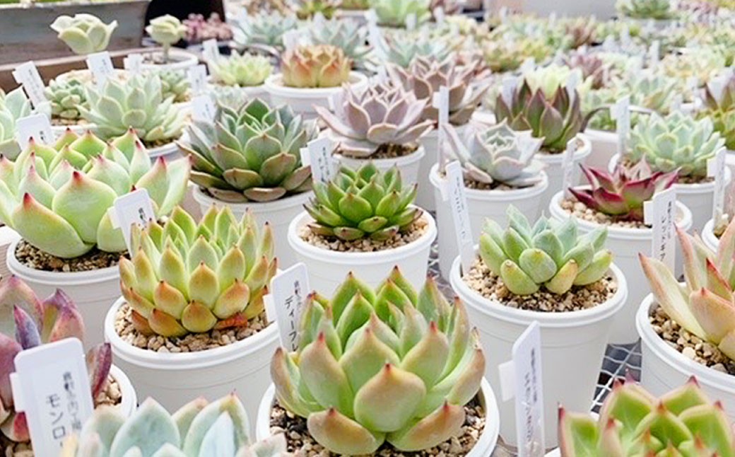 多肉植物の詰め合わせ 3～4株セット