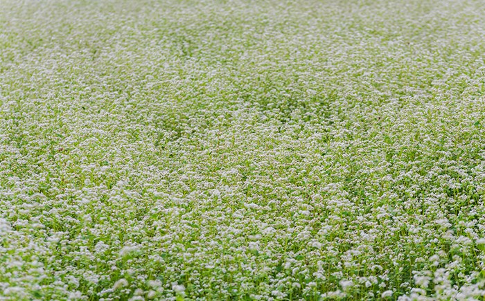 時期になると、広大なそば畑一面に白い花が咲きます