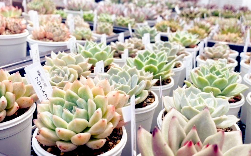 多肉植物の詰め合わせ 8～10株セット