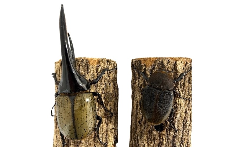 オス成虫１匹とメス成虫1匹の1ペアです