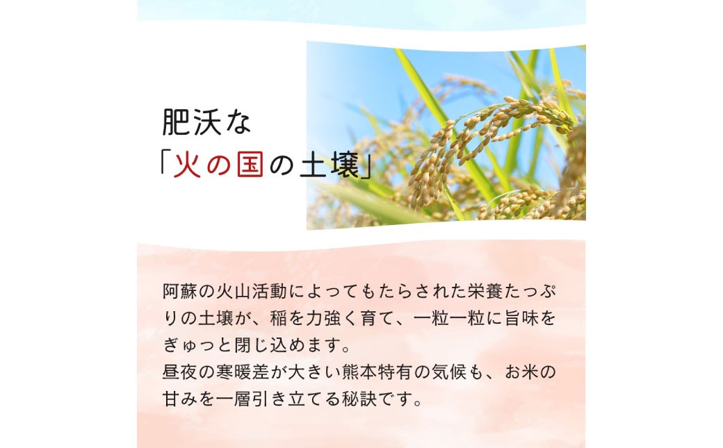 ＜選べる白米・玄米＞【令和7年産】 森のくまさん 白米27kg または 玄米30kg 【2025年11月上旬より順次発送開始】
