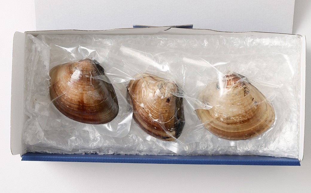 10年もの 桑名産 はまぐり  3粒入（ レトルト ）