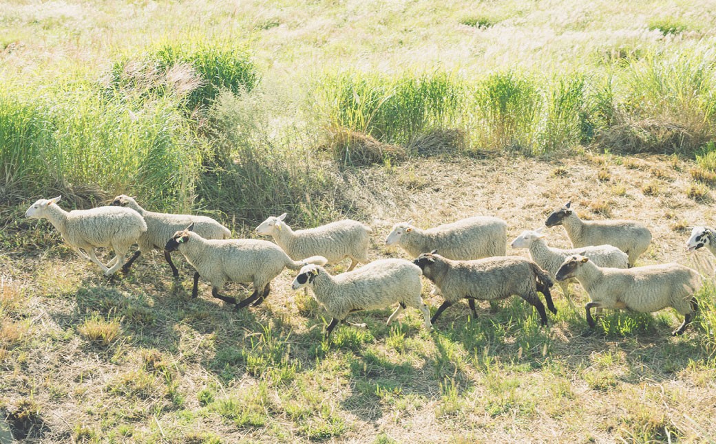 【体験期間6月1日-9月30日】羊飼いと行く阿蘇の草原歩き体験「私も羊もパートナー」4名様1組