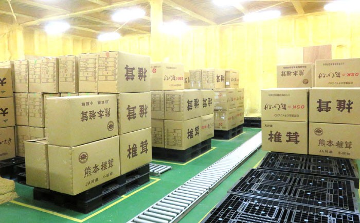 椎茸 どんこ しいたけ こうしん