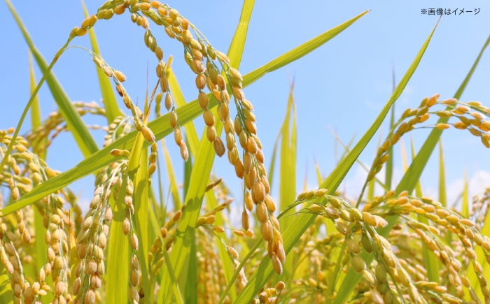 無洗米 新米 ブランド米 コメ 白米