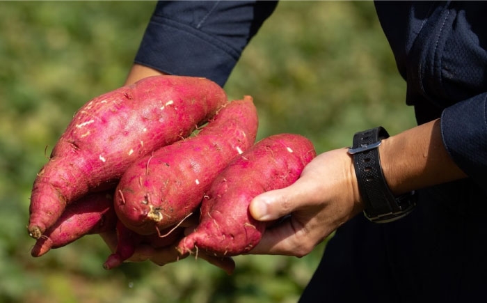 大学芋 さつまいも やき芋 冷凍 小分け 個包装 冷やし焼き芋 サツマイモ 紅はるか スイーツ おやつ 国産 お土産 グルメ