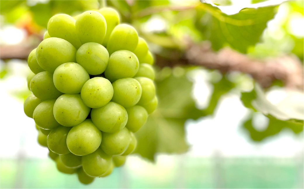 シャインマスカット晴王 2房