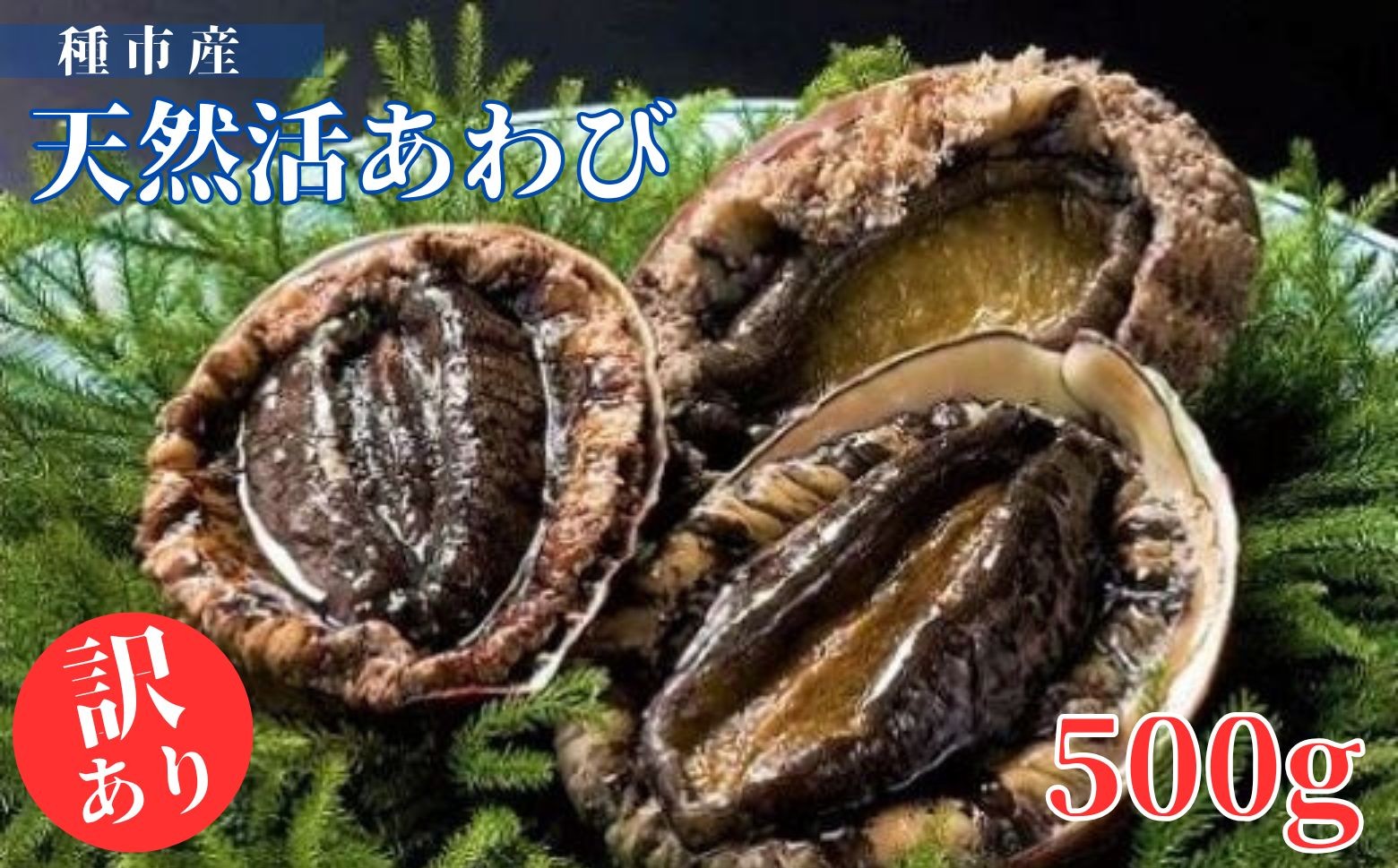 活アワビ（写真はA級品です）