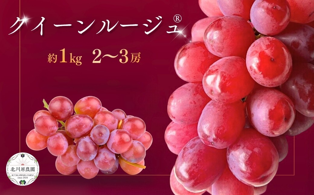  種なしぶどう クイーンルージュ® 約1kg 